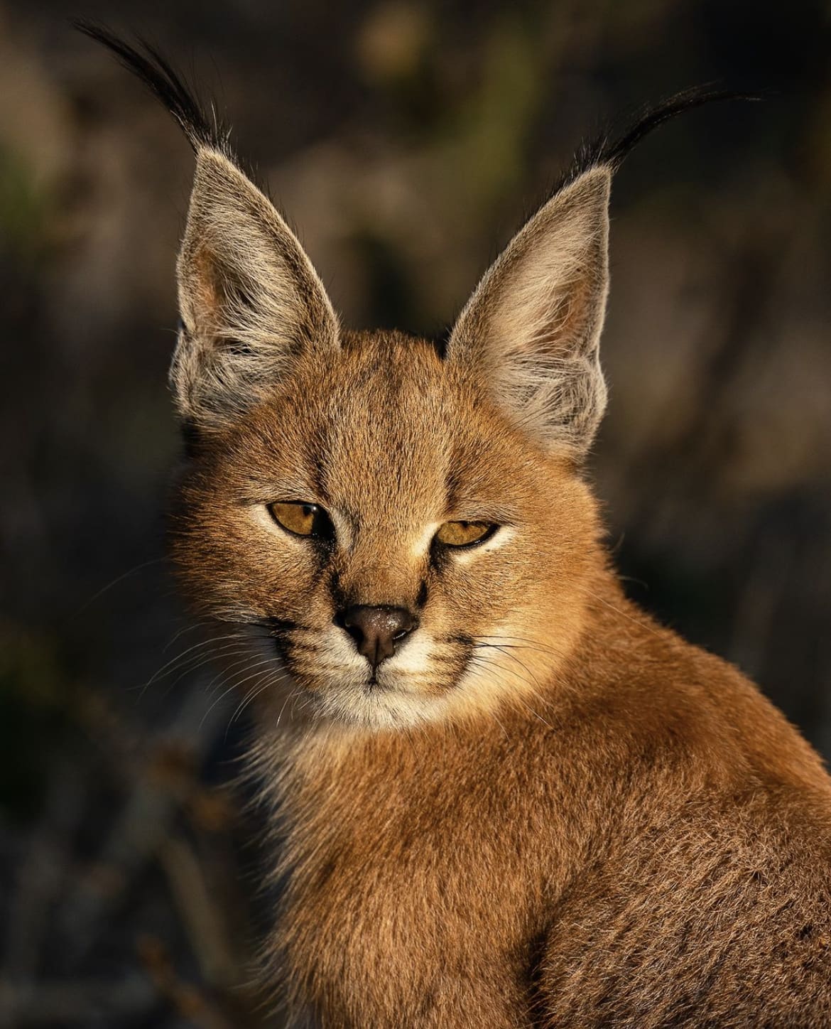A caracal basking in the morning sun